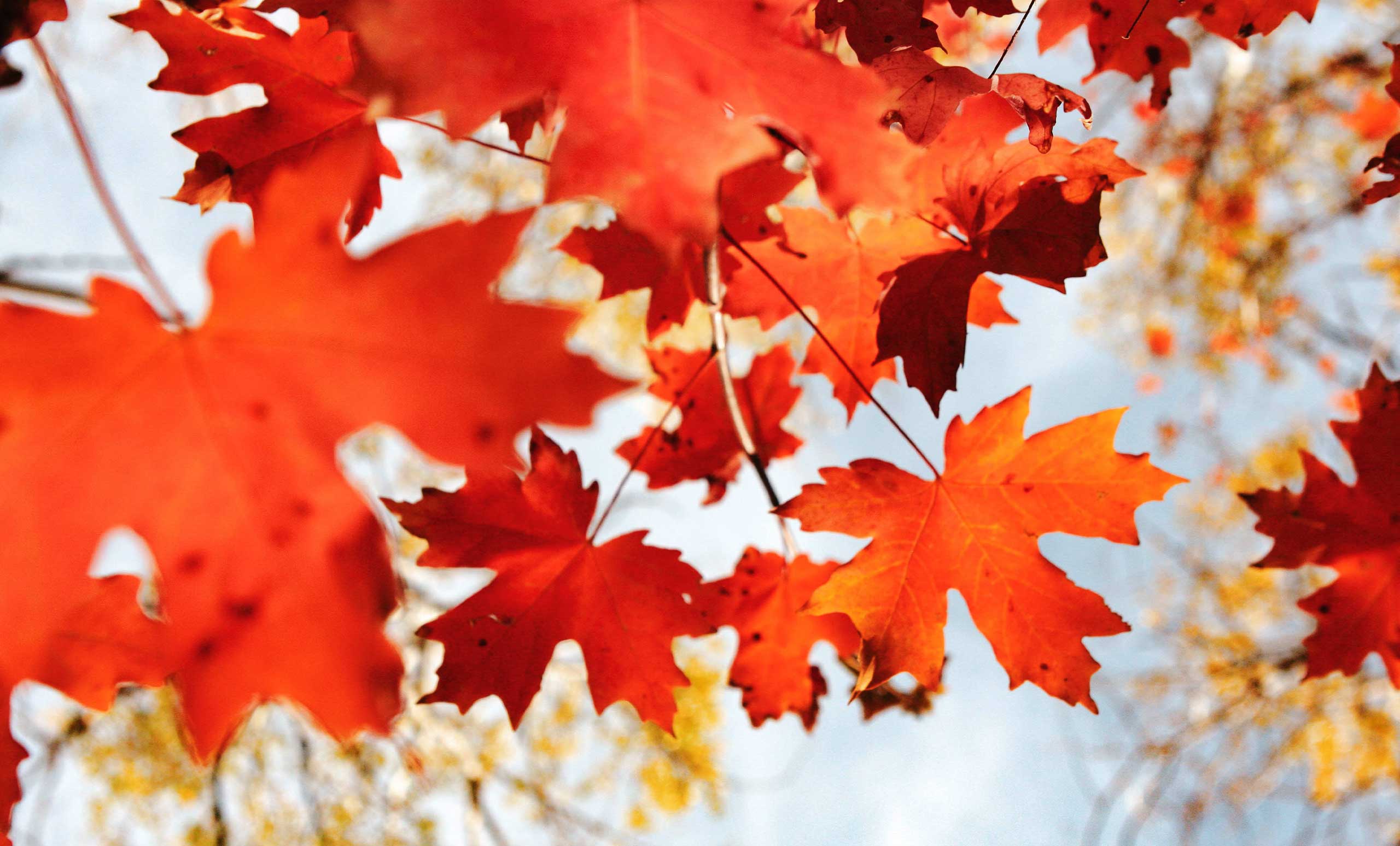 Herbstliche Blätter am Baum.